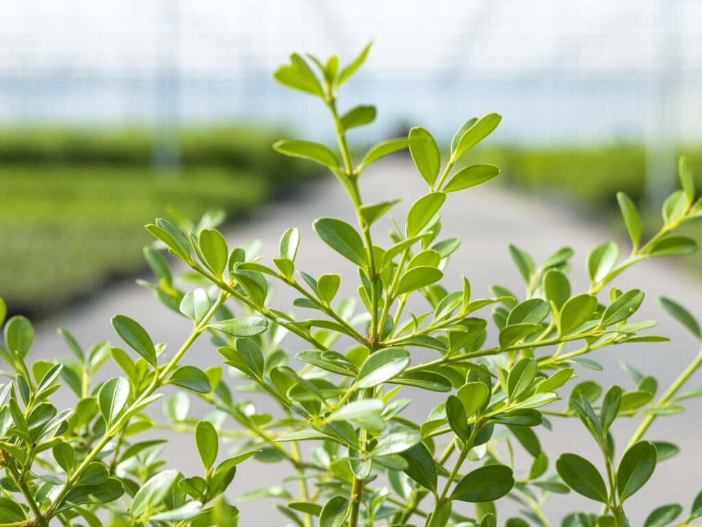 Zimozielone liście bukszpan Betterbuxus® odmiana Skylight.